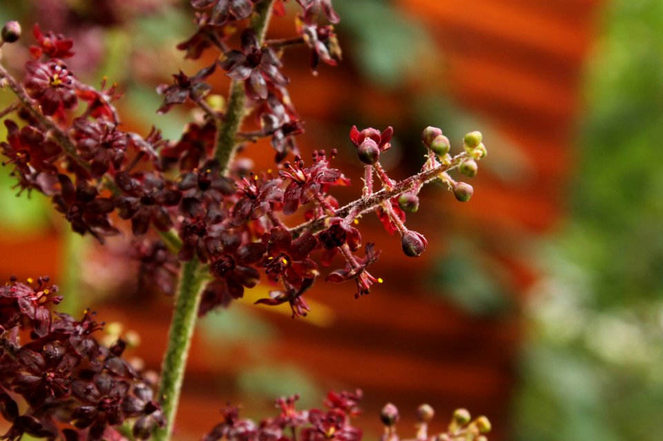 Veratrum nigrum 6160