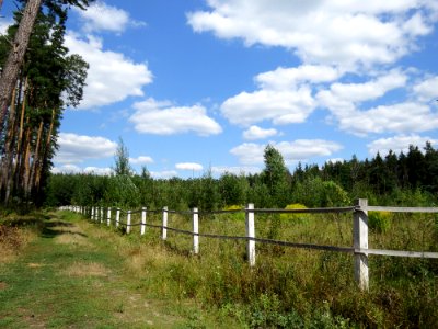 Vepryk forest nursery1