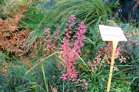 Vaccinium uliginosum 59
