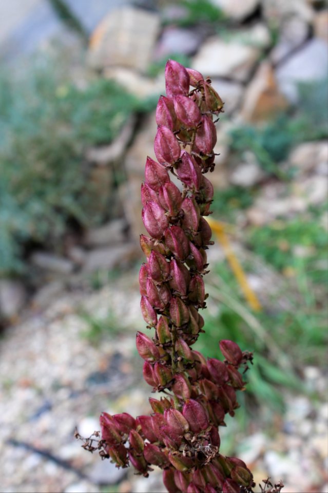 Veratrum nigrum 76