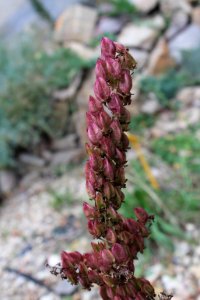 Veratrum nigrum 76