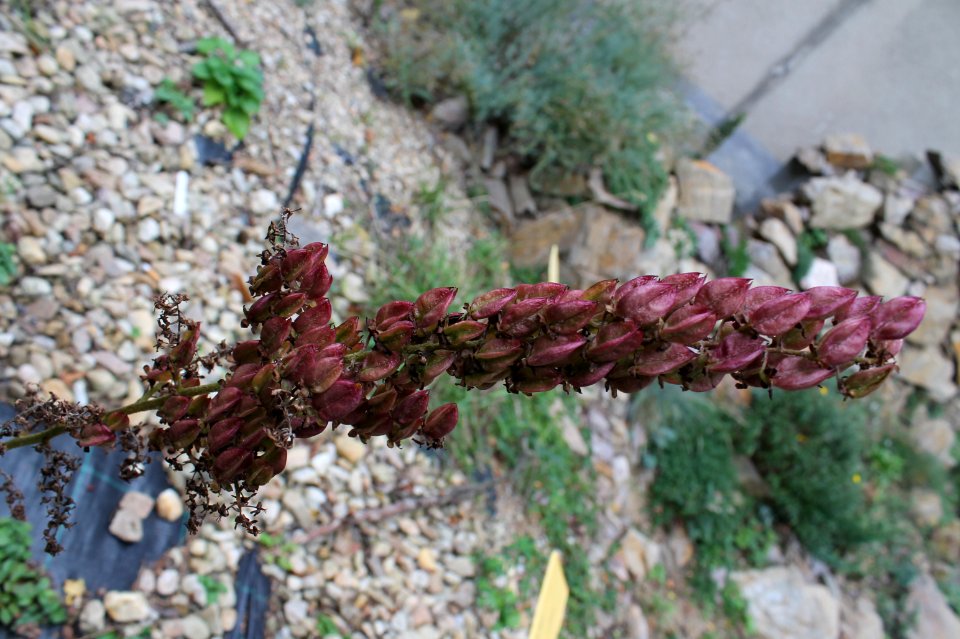 Veratrum nigrum 73