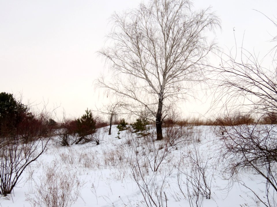 Velykyi island (Vyshhorod)7