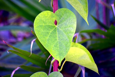 Heart-leaved moonseed guduchi giloy leaf