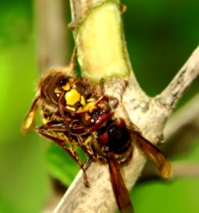 Vespa crabro fighting1