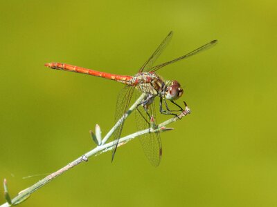 Greenery winged insect sympetrum fonscolombii