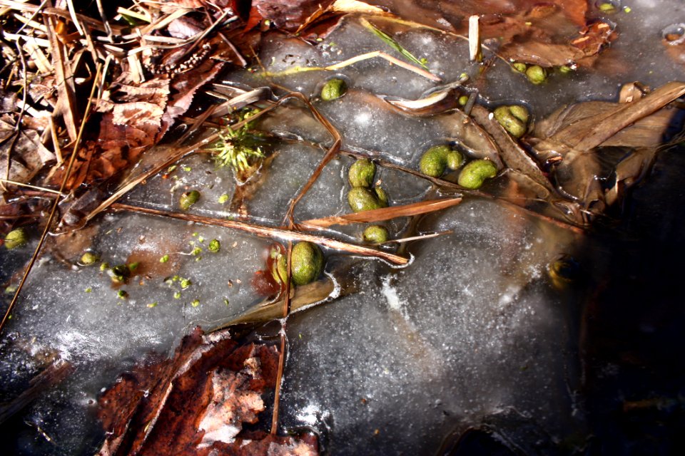 Utricularia australis 194