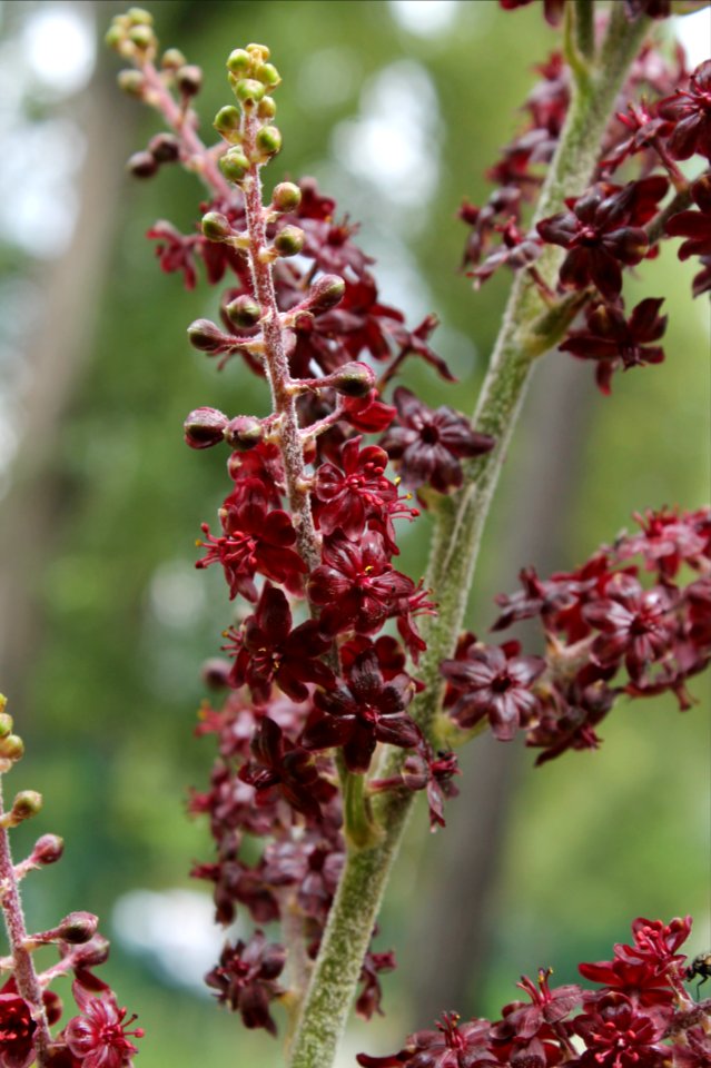 Veratrum nigrum 6408