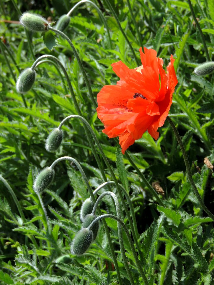 Wild field spring