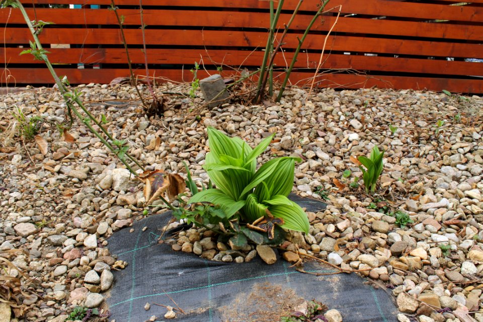 Veratrum nigrum 2616