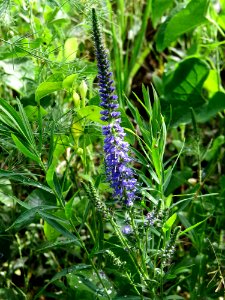 Veronica spicata Kiev
