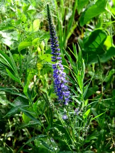 Veronica spicata Kiev photo