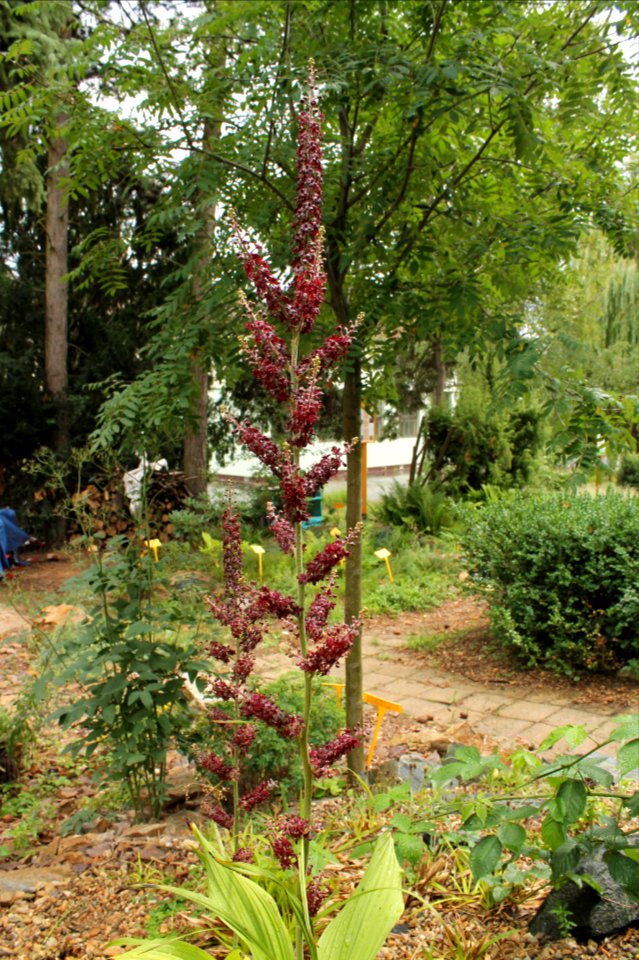 Veratrum nigrum 6411