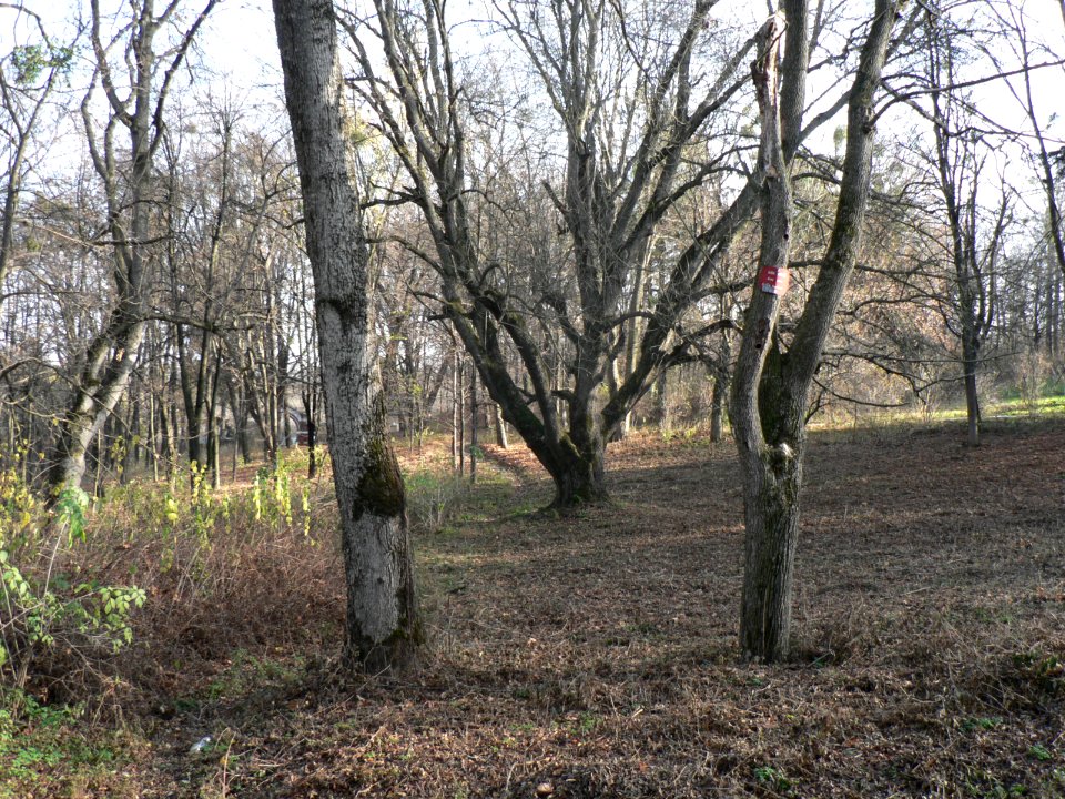 Verhivka Manor's Park Relict Ash Ukraine
