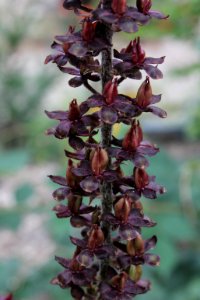 Veratrum nigrum 8280