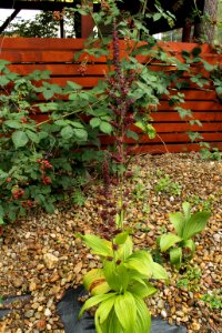 Veratrum nigrum 6159