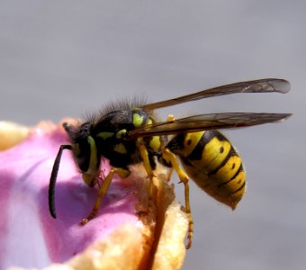 Vespula germanica Kiev