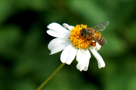Natural wildflowers bee