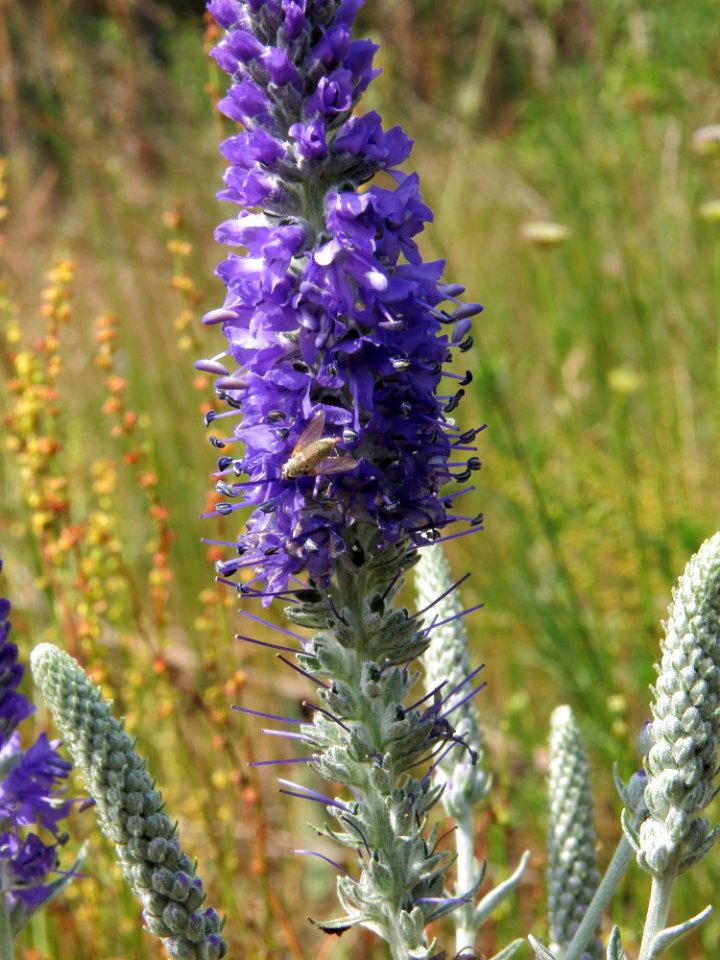 Veronica incana Kiev2