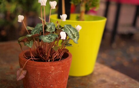 Pot garden outdoors