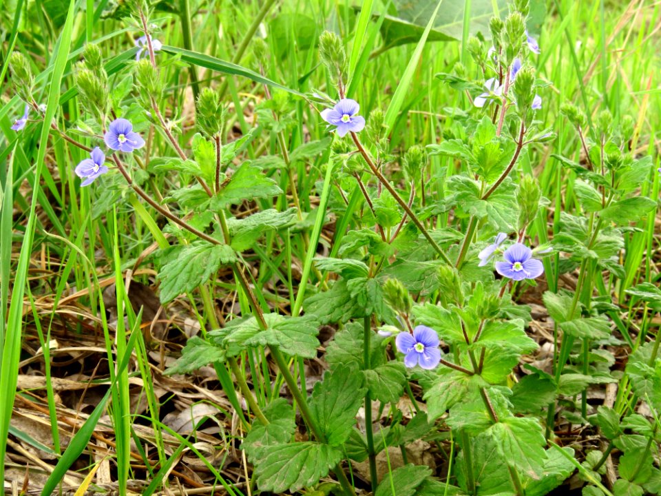 Veronica chamaedrys Muromets2