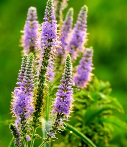 Veronica longifolia Irpin