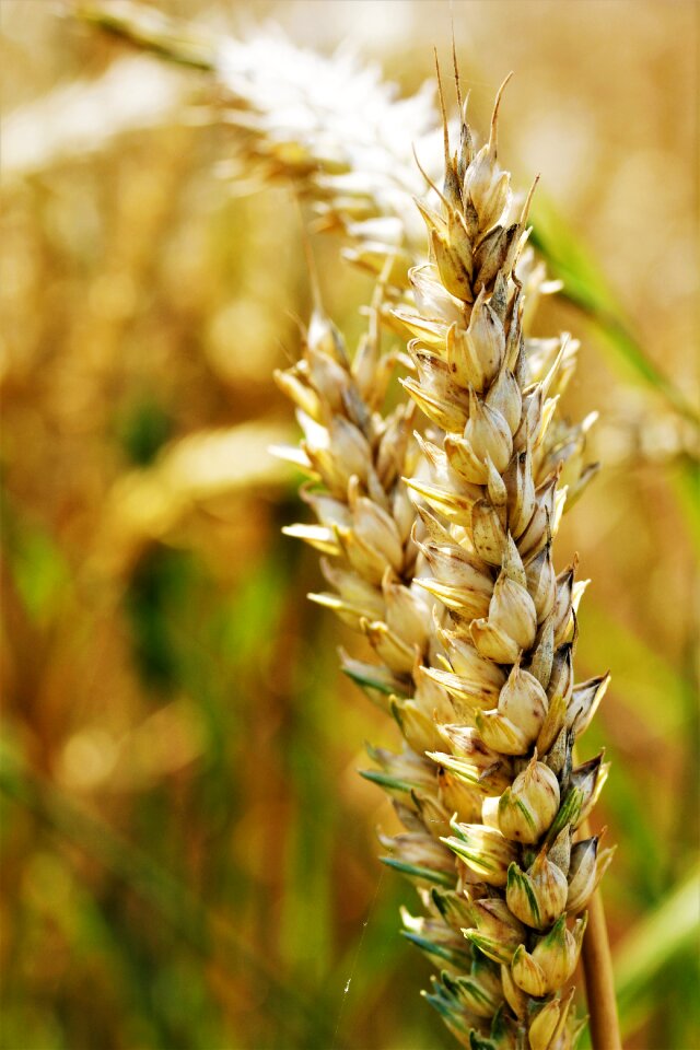 Wheat field cornfield ear