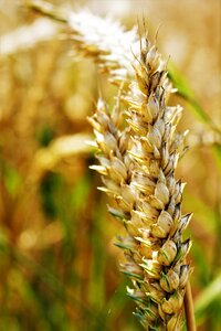 Wheat field cornfield ear