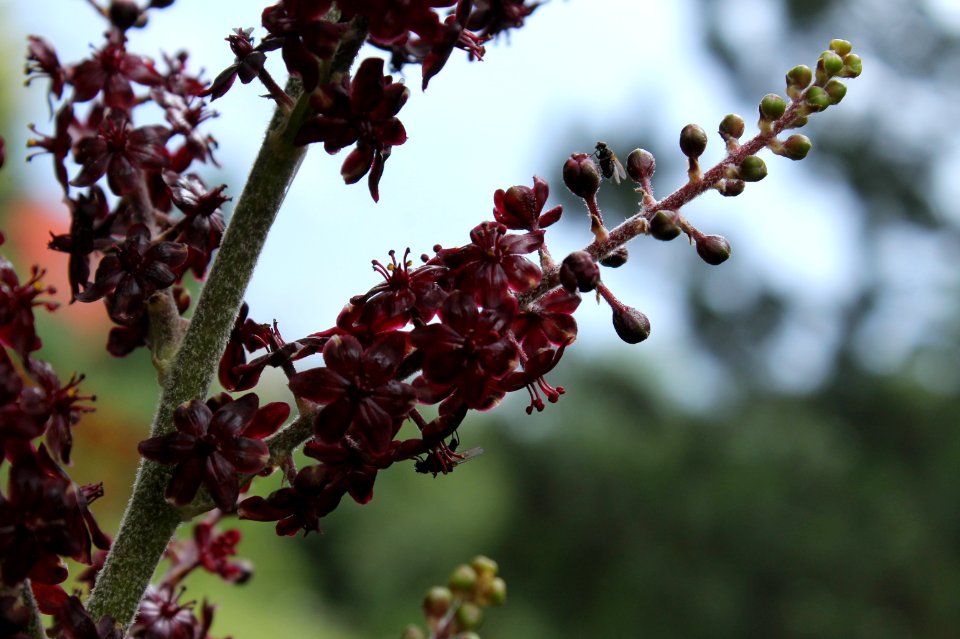 Veratrum nigrum 6402