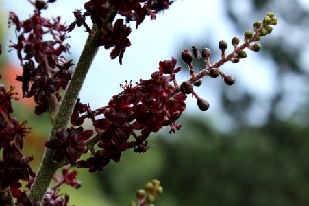 Veratrum nigrum 6402