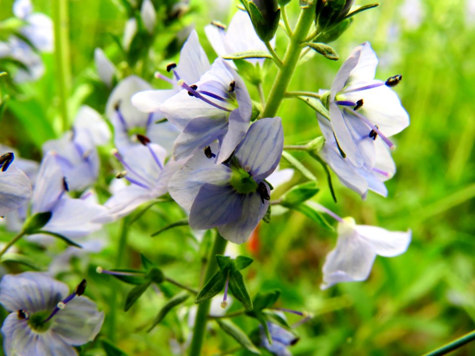 Veronica prostrata Kiev obl.3