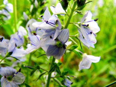 Veronica prostrata Kiev obl.3