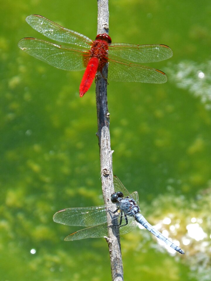 Detail flashes wetland