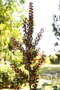 Veratrum nigrum 9393