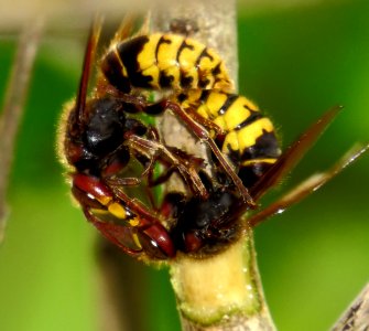Vespa crabro fighting3