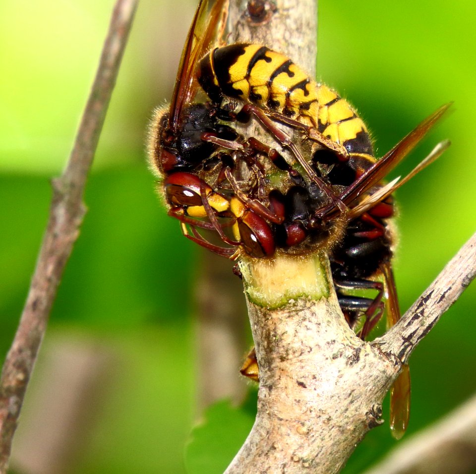 Vespa crabro fighting2