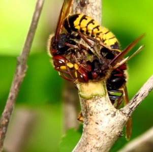 Vespa crabro fighting2