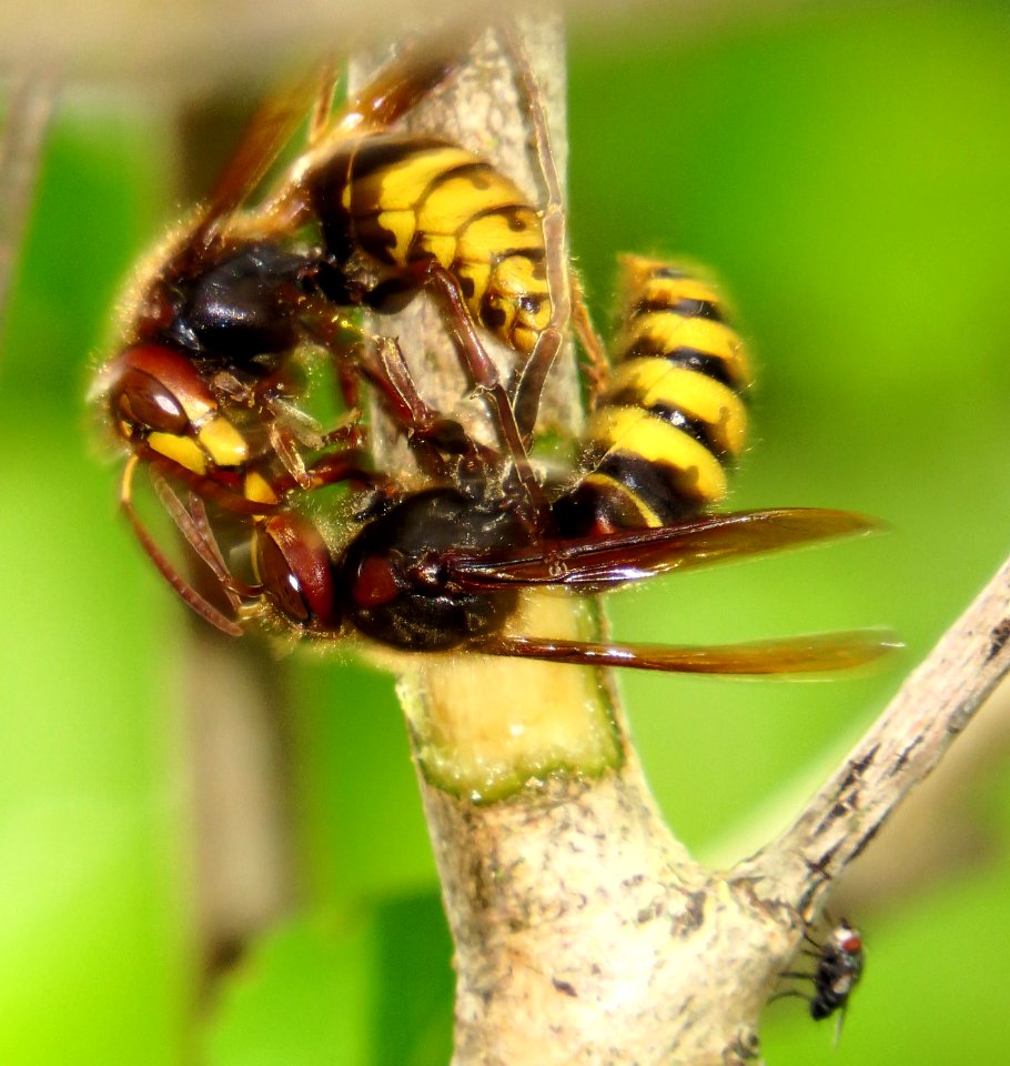 Vespa crabro fighting4