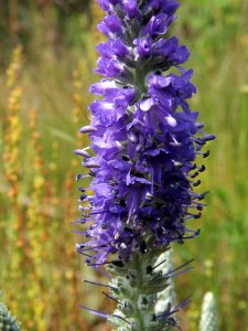 Veronica incana Kiev4
