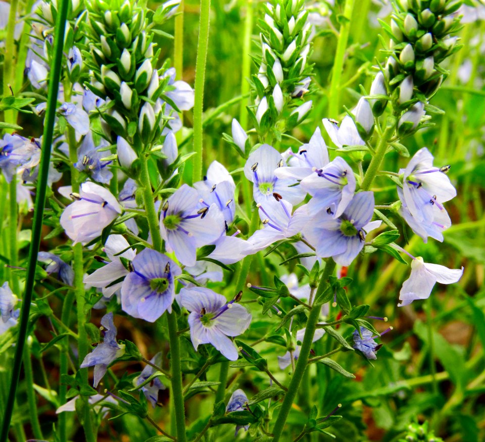 Veronica prostrata Kiev obl.2