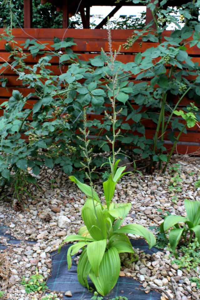 Veratrum nigrum 5698
