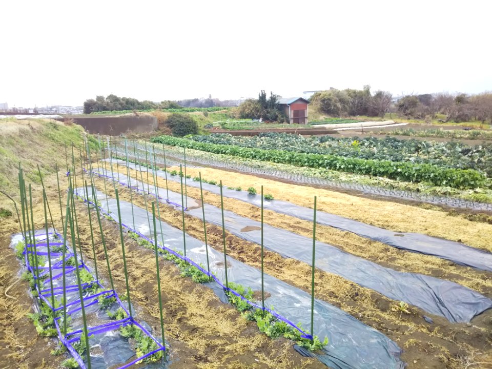 Vegetable farm in Kamakura (February 2019)