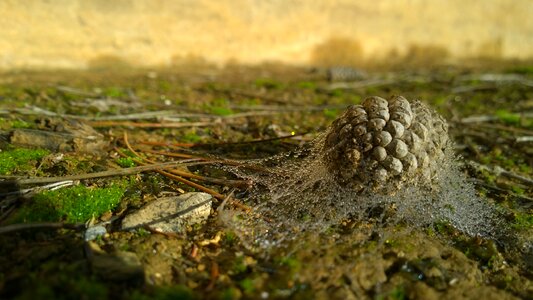 Nature rosa slovakia