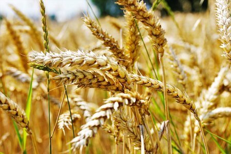 Wheat field cornfield ear