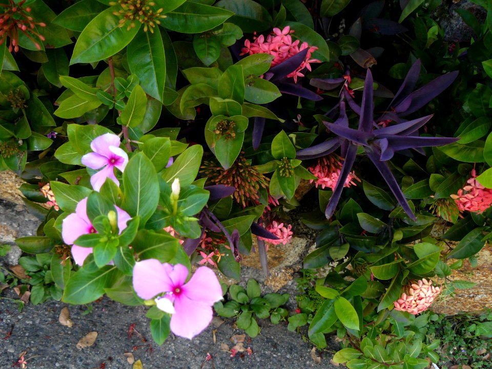 Varias flores de diversa especie