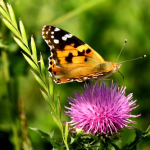 Vanessa cardui Kiev obl