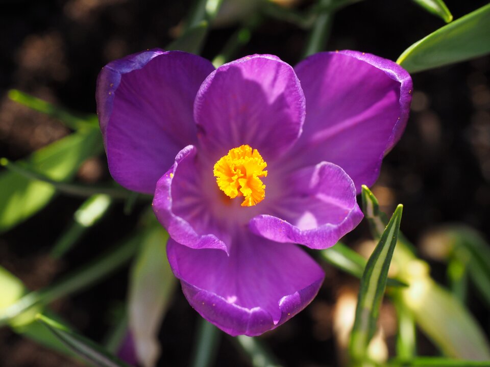 Bloom violet purple photo