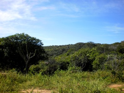 Vegetação na Serra do Lima - Patu (RN)