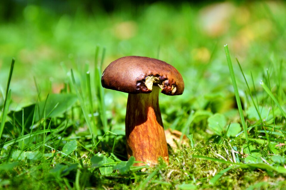 Brown cap forest mushroom edible