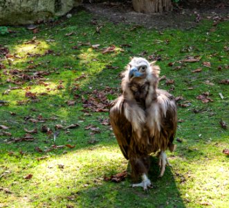 Vautour moine